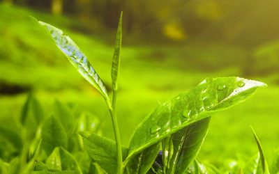 Os Benefícios do Chá Verde para a Saúde: Energia e Bem-Estar Natural