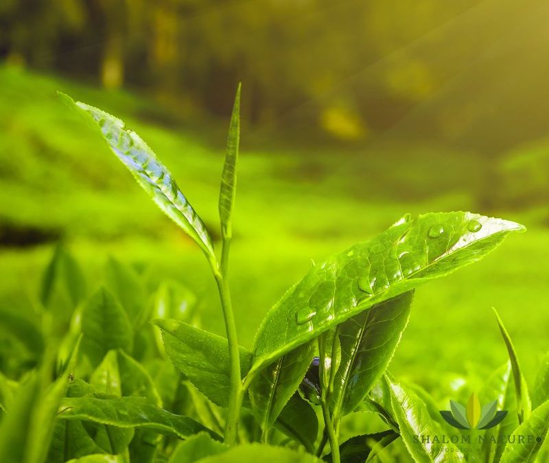 Os Benefícios do Chá Verde para a Saúde: Energia e Bem-Estar Natural